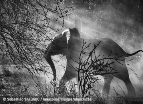 Since elephants are hunted by poachers in Zambia, they are scared of humans and vehicles. Alarmed when they see an approaching car, they usually run quickly into the bush.  Kafue National Park. Zambia. July and August 2010. Photo: © Sebastião SALGADO / Amazonas images/nbpictures